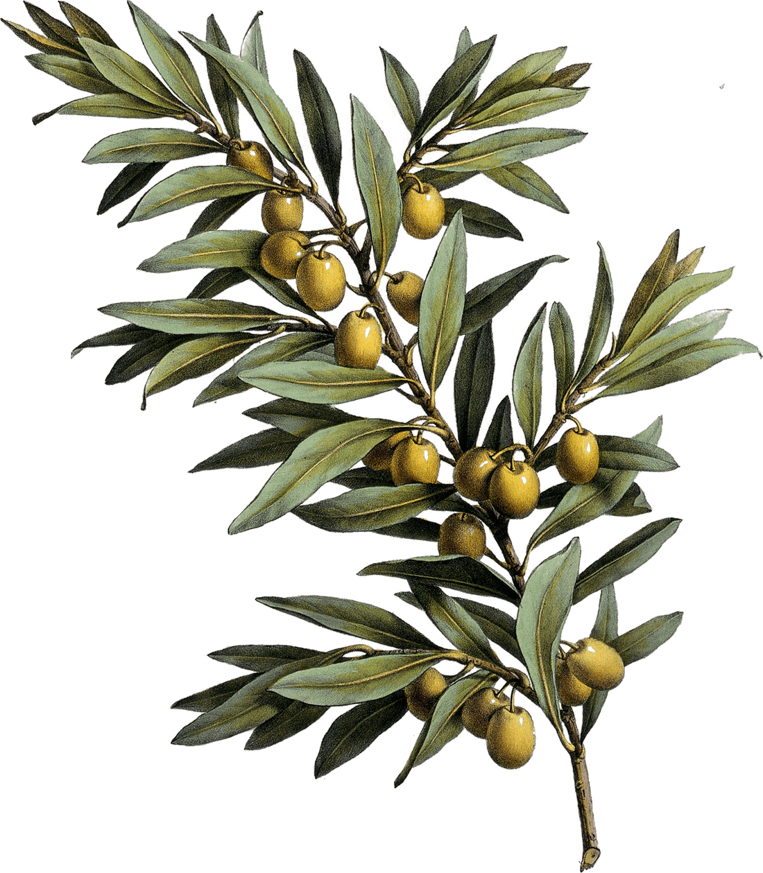 Zeytin dalı ve olgunlaşmış zeytinler; 19. yüzyıl renkli taş baskı